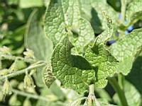 Symphytum X Uplandicum, fam. Boraginacees (1) (Photo F. Mrugala)